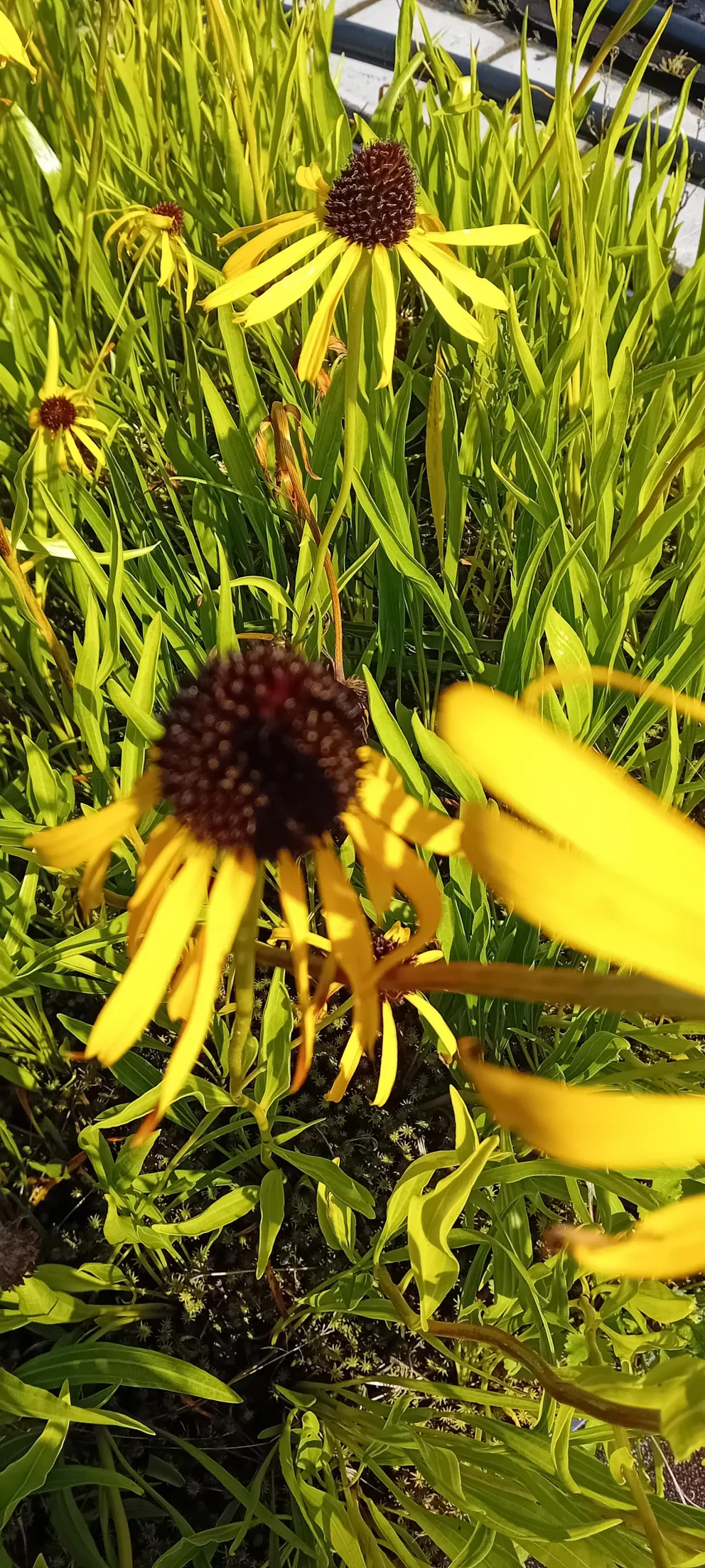 Echinacea paradoxa var. paradoxa