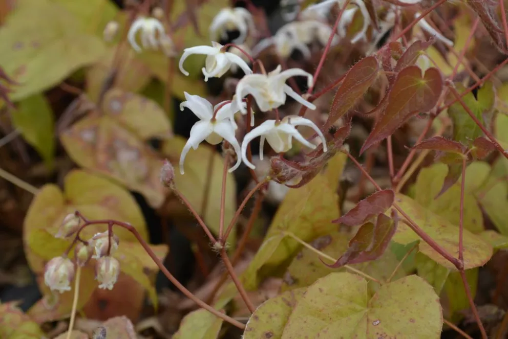 Epimedium grandiflorum. var. higoense