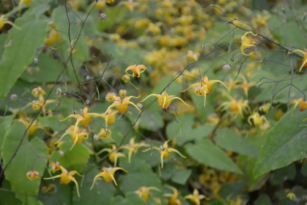 Epimedium hybride 'Amber Queen'