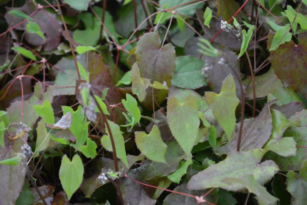 Epimedium hybride 'Red Maximum'