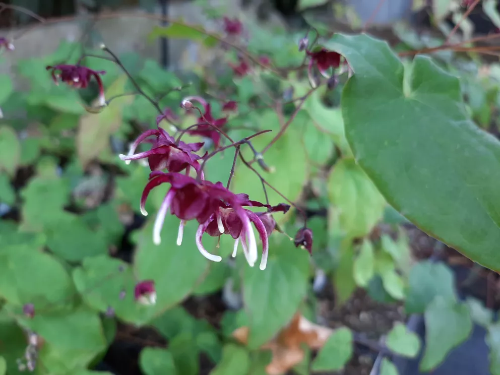 Epimedium hybride 'Red Maximum'