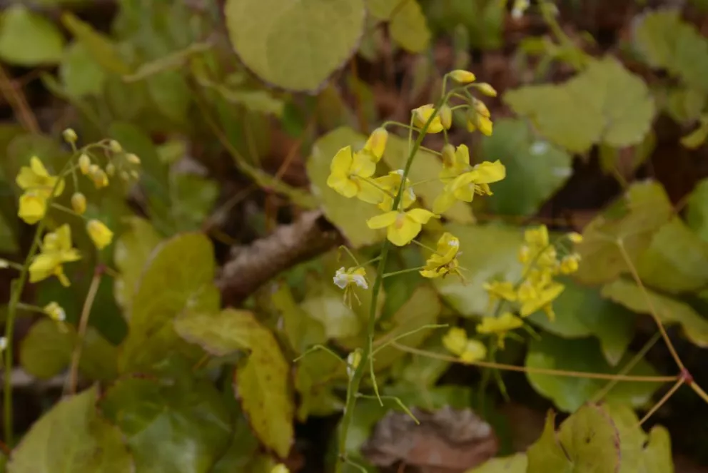 Epimedium perralderianum