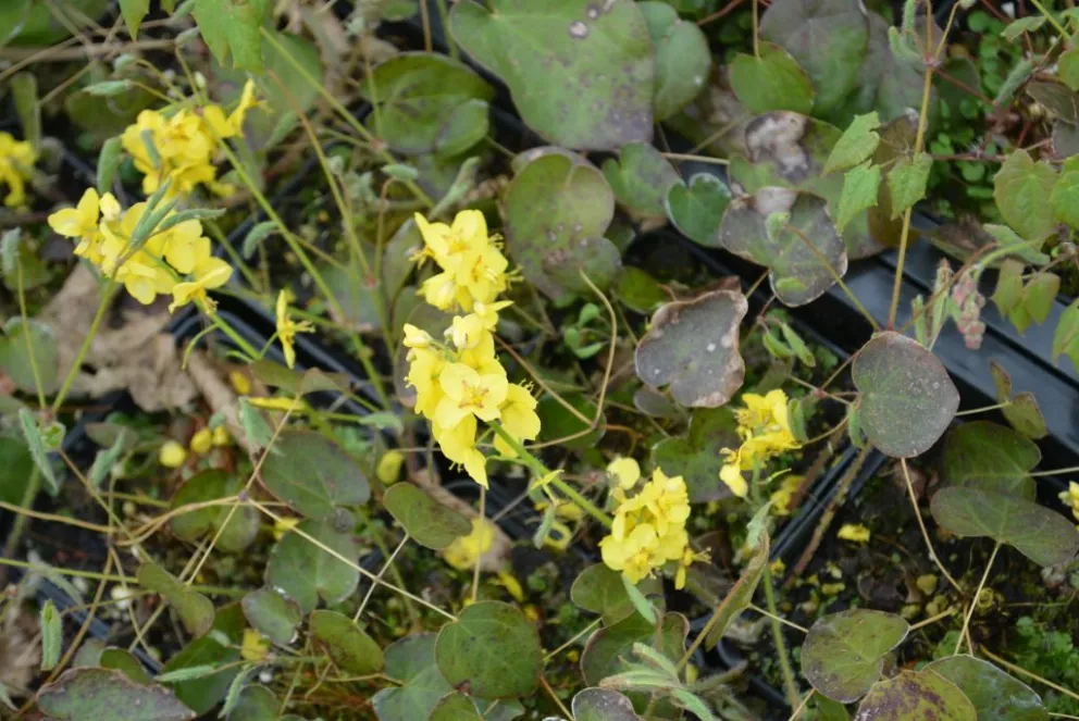 Epimedium pinnatum 'Elegans'