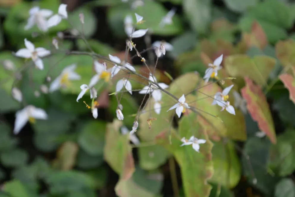 Epimedium stellulatum 'Wudang Star'