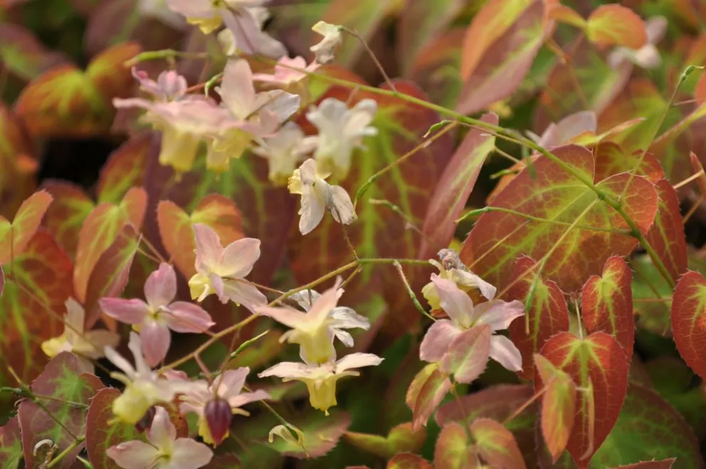 Epimedium versicolor 'Cupreum' LICHT GEW