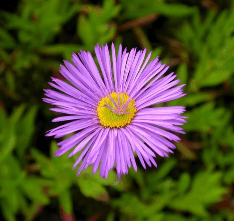 Erigeron hybride 'Dunkelste Aller'