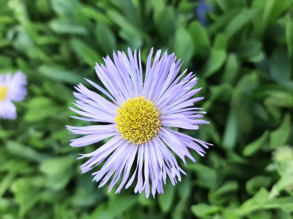 Erigeron hybride 'Mrs. E.H. Beale'