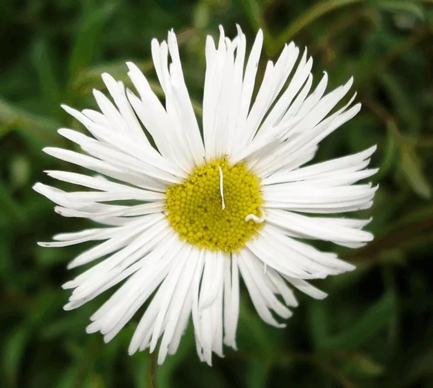 Erigeron hybride 'Sommerneuschnee'