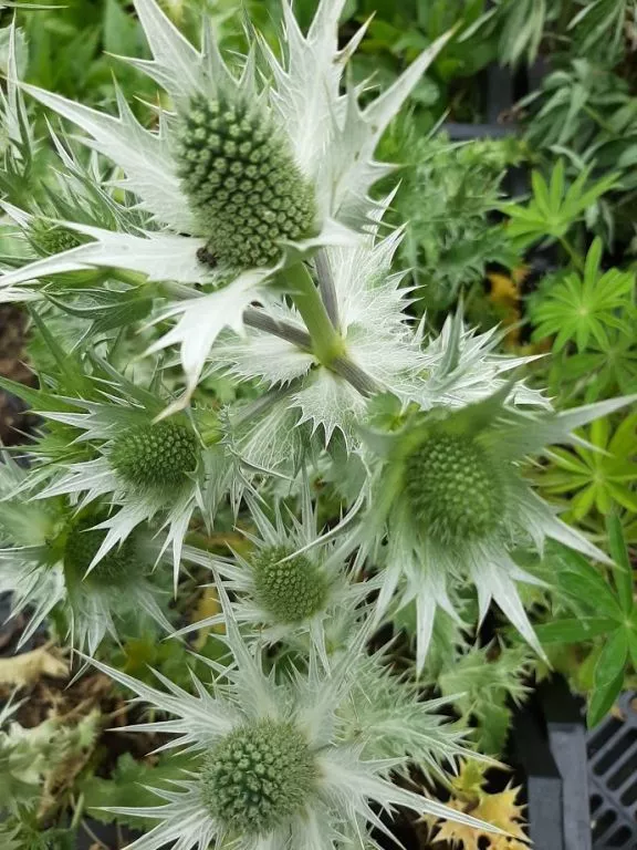 Eryngium giganteum
