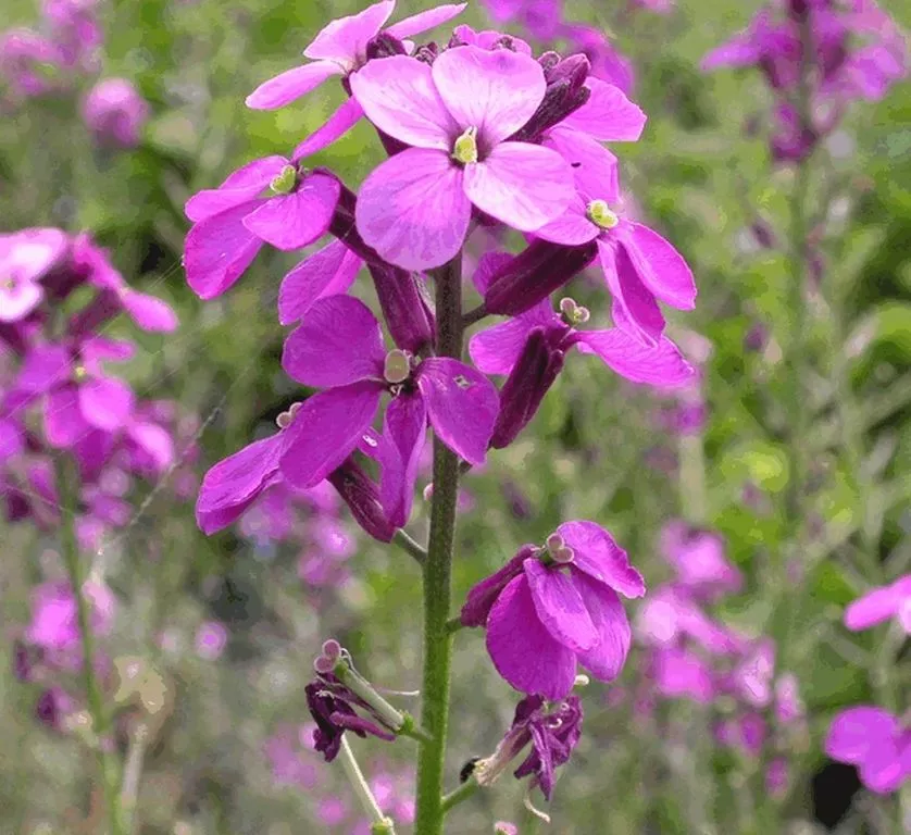 Erysimum linifolium 'Bowles Mauve'