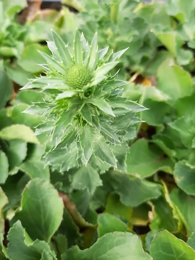 Eryngium planum 'Blue Hobbit'