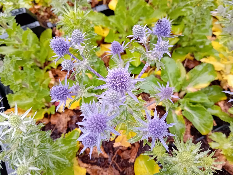 Eryngium planum 'Blue Hobbit'