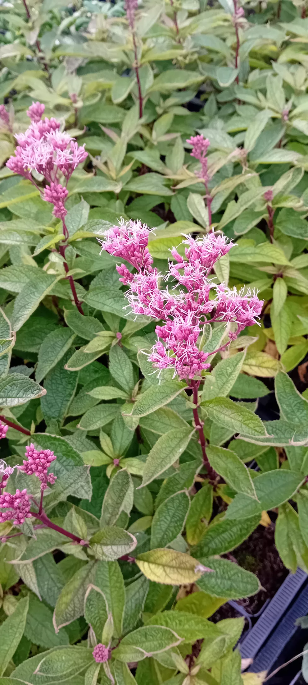 Eupatorium maculatum 'Little Pye' ®