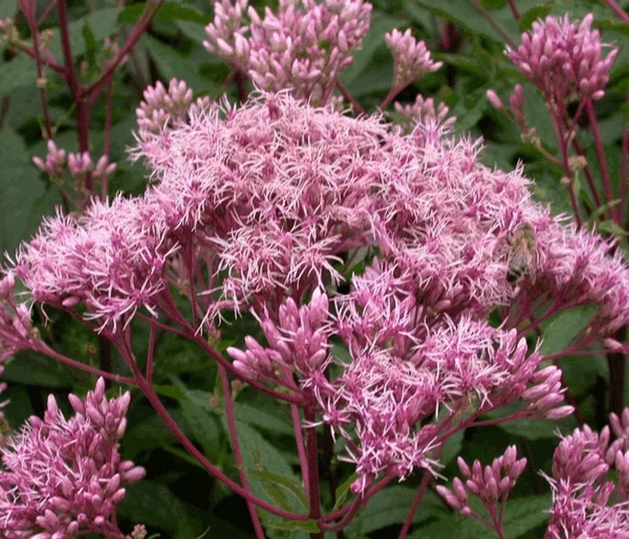 Eupatorium maculatum 'Purple Bush'