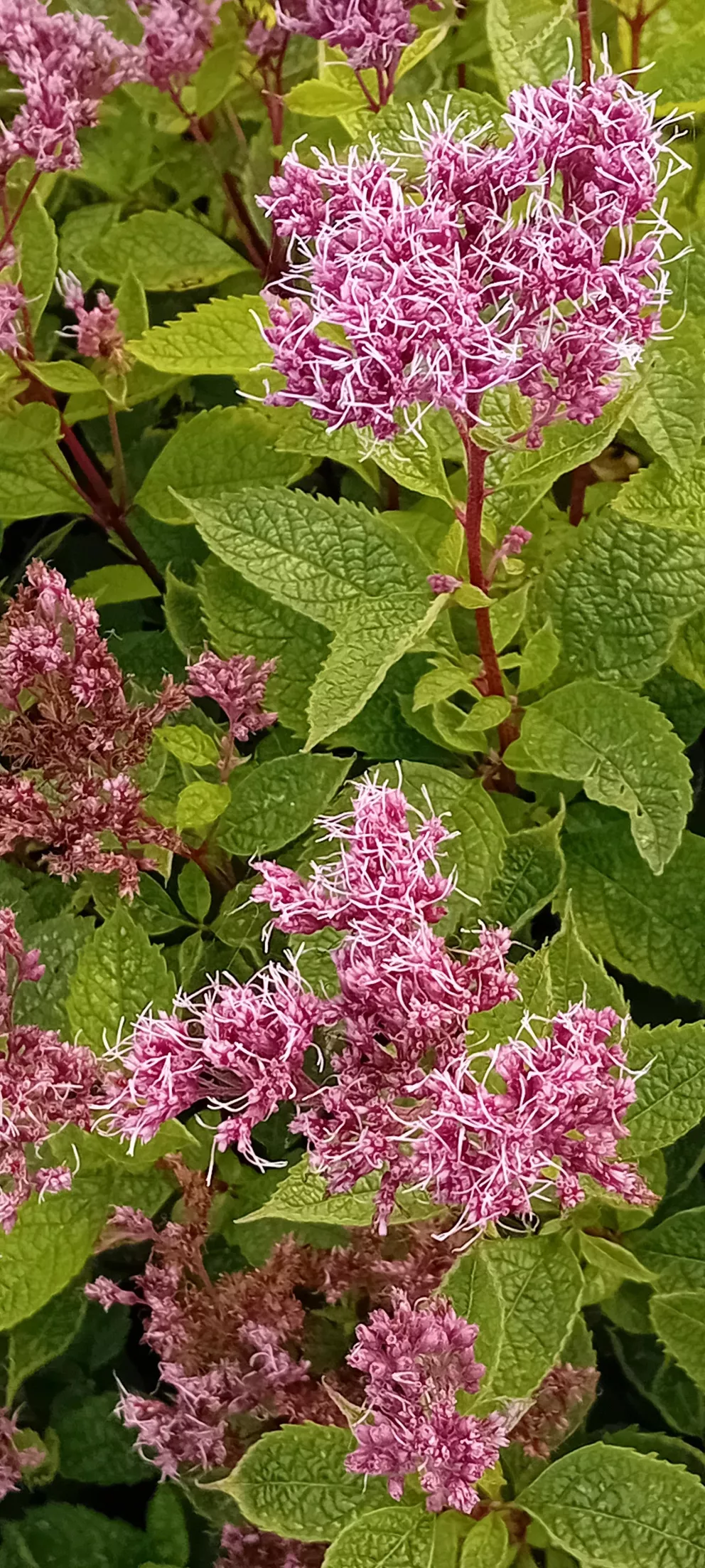 Eupatorium maculatum 'Red Dwarf'