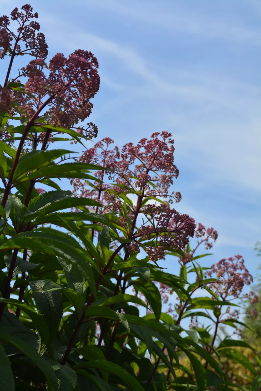 Eupatorium maculatum 'Riesenschirm'