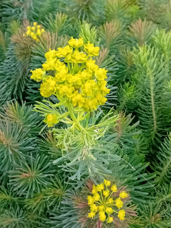 Euphorbia cyparissias 'Clarice Howard'