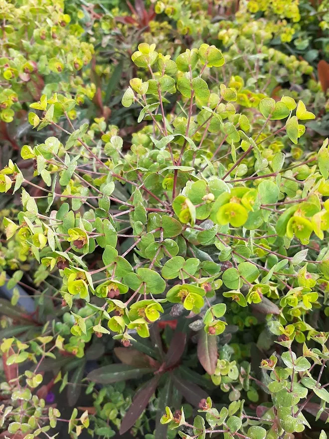 Euphorbia amygdaloides 'Ruby Glow'