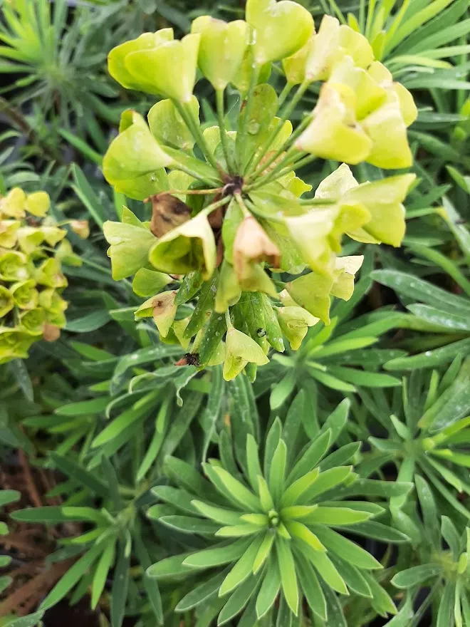 Euphorbia characias 'Purple and Gold'