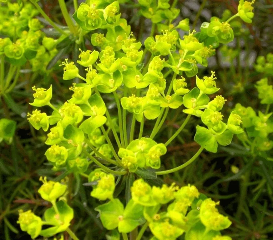 Euphorbia cyparissias 'Fens Ruby'