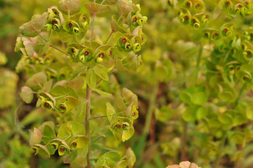 Euphorbia martinii