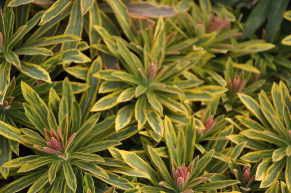 Euphorbia martinii 'Ascot Rainbow'