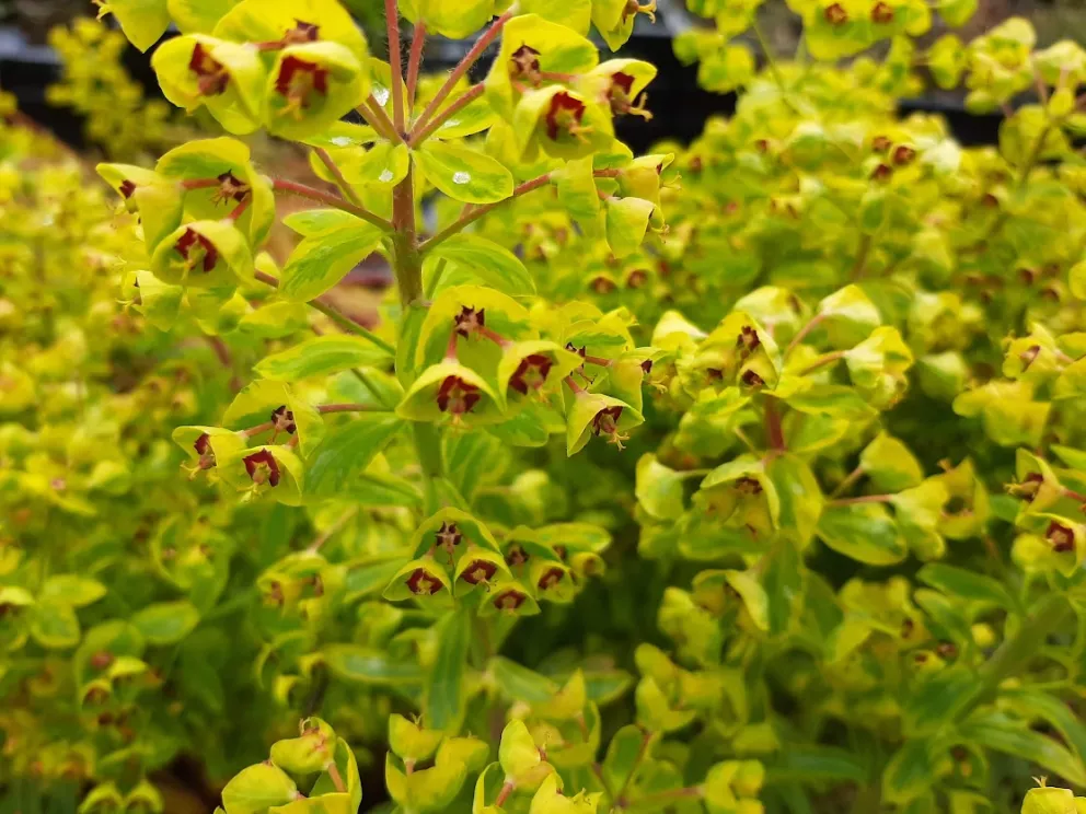 Euphorbia martinii 'Ascot Rainbow'