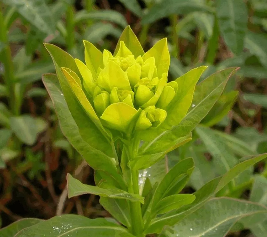 Euphorbia palustris 'Wahlenburgs Glory'