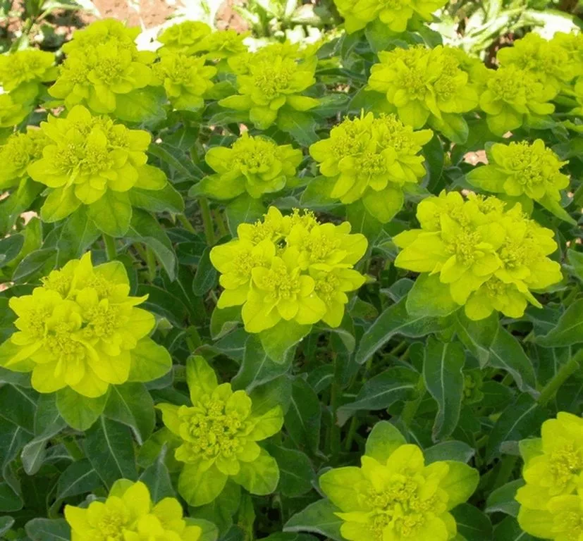 Euphorbia polychroma 'Senior'