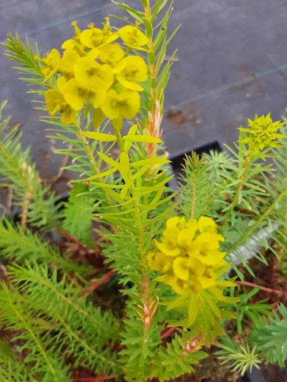 Euphorbia seguieriana var. niciciana