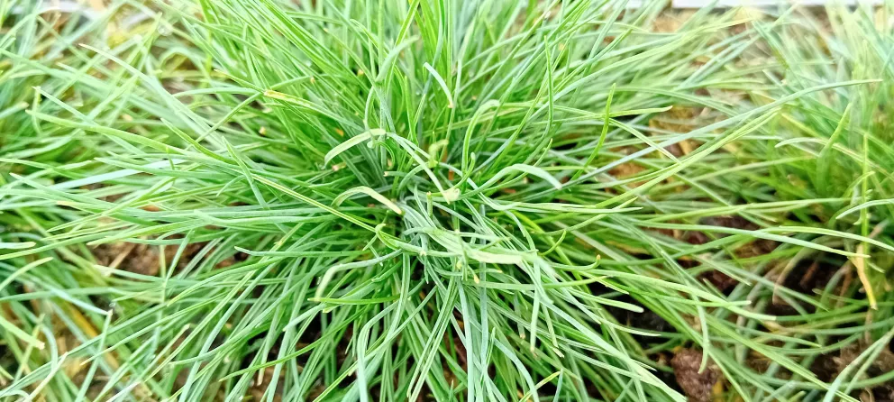 Festuca glauca