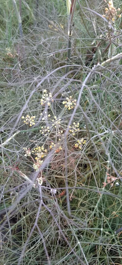 Foeniculum vulgare 'Purpureum'
