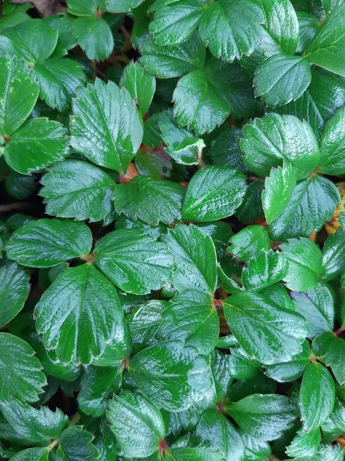 Fragaria chiloensis 'Chaval'