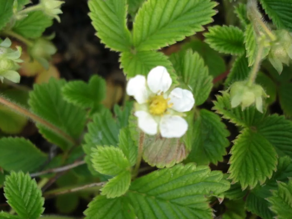 Fragaria rubicola 'Mount Omei'