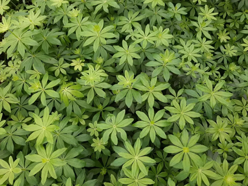 Galium odoratum