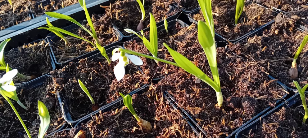 Galanthus nivalis P9