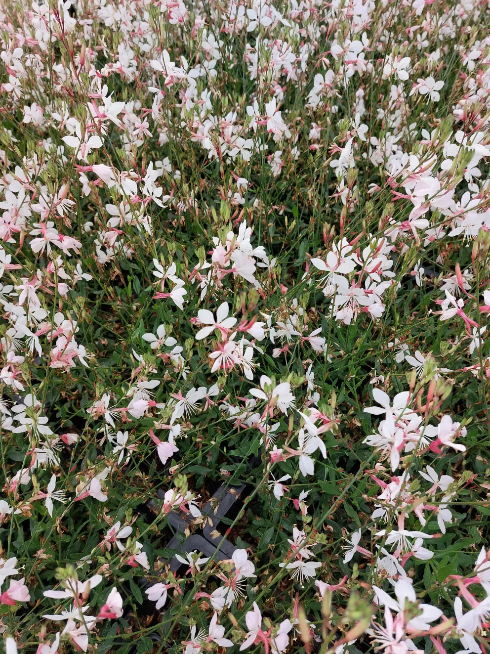 Gaura lindheimeri 'Compact White'