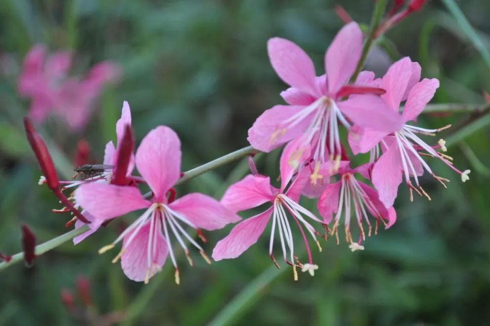 Gaura lindheimeri 'Siskyou Pink'