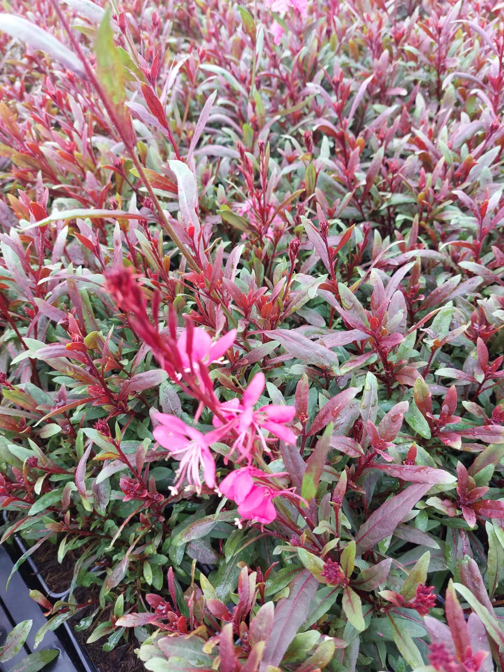 Gaura lindheimeri 'Tutti Frutti'