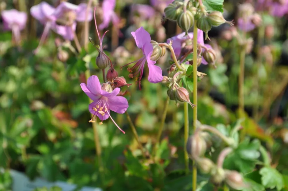 Geranium cantabrigiense 'Berggarten'