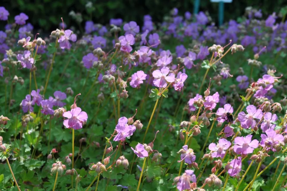 Geranium cantabrigiense 'Cambridge'