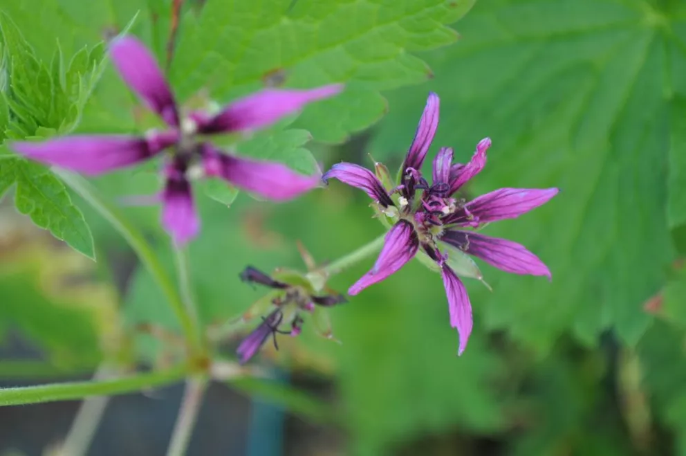 Geranium hybride 'Catherine Deneuve' (PBR)