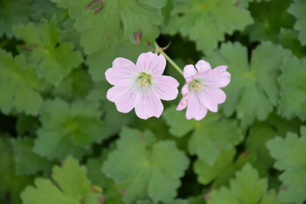 Geranium hybride 'Dreamland' (PBR)