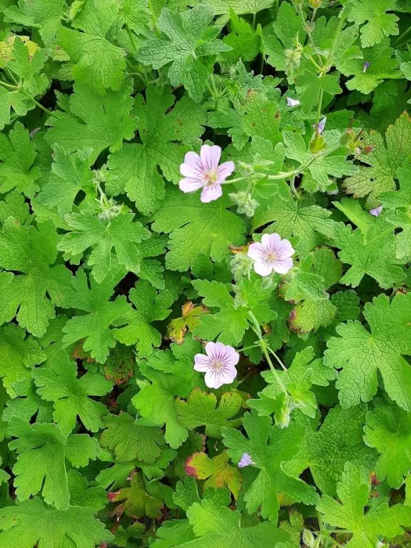 Geranium hybride 'Karen Wouters'