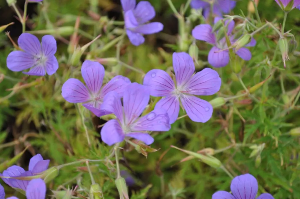 Geranium hybride 'Nimbus'