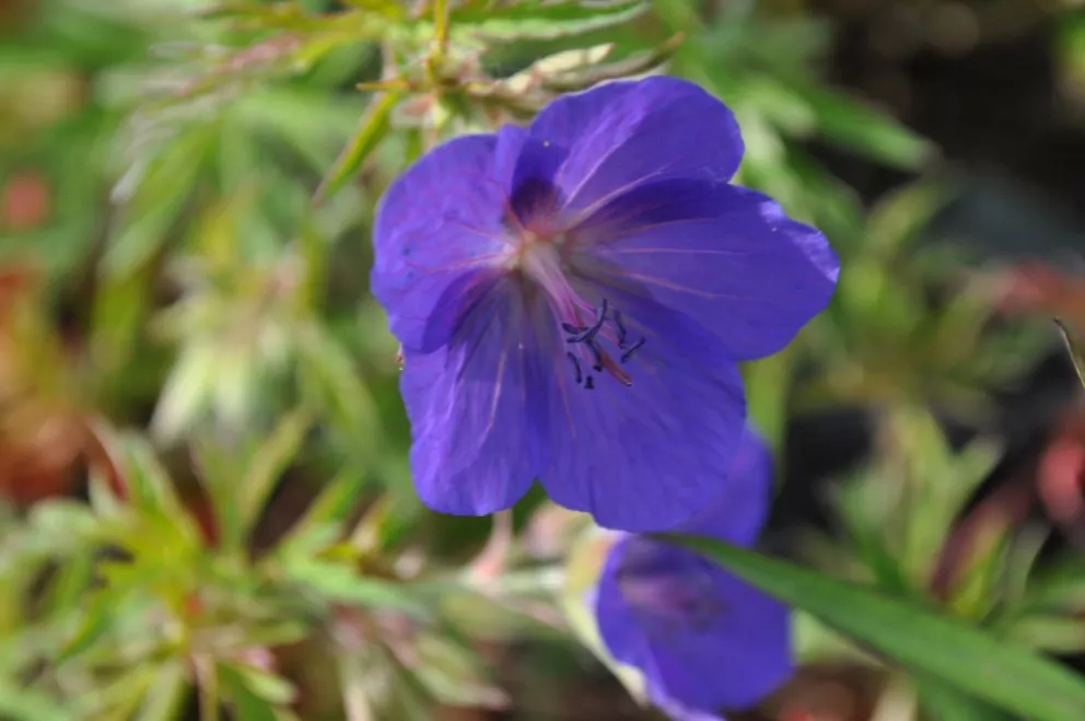 Geranium hybride 'Spinners'