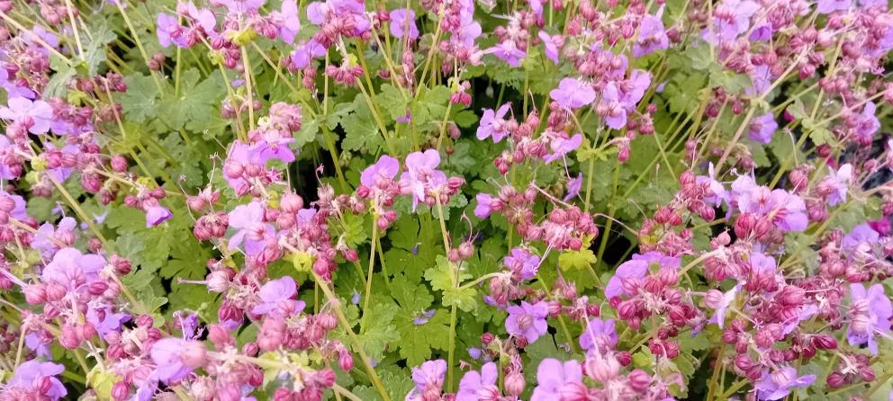 Geranium macrorrhizzum 'BeePub' ® 