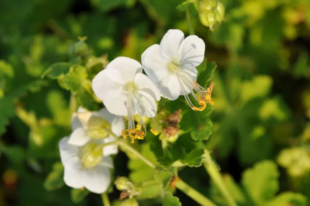 Geranium macrorrhizum 'White Ness'