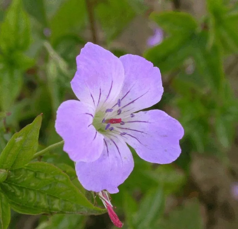 Geranium nodosum