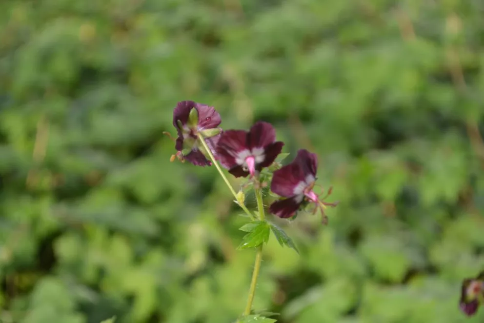 Geranium phaeum